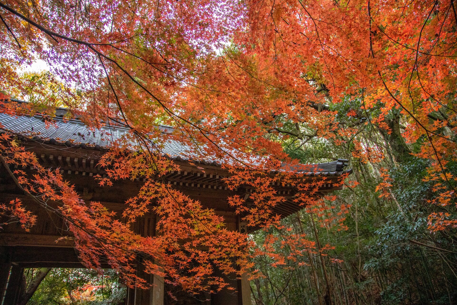 彌谷寺（四國靈場第71號禮所）