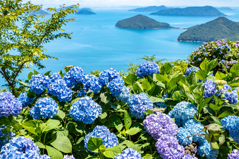 Summer: Gorgeous Blossoms Line the Walking Trails