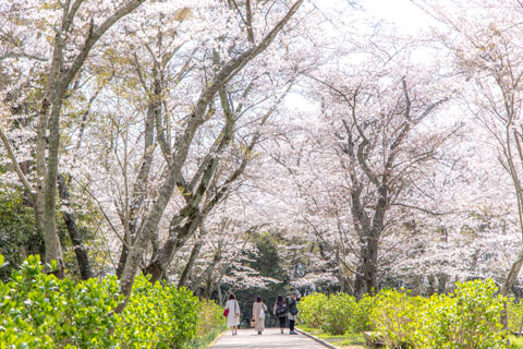 Sakura-lined paths