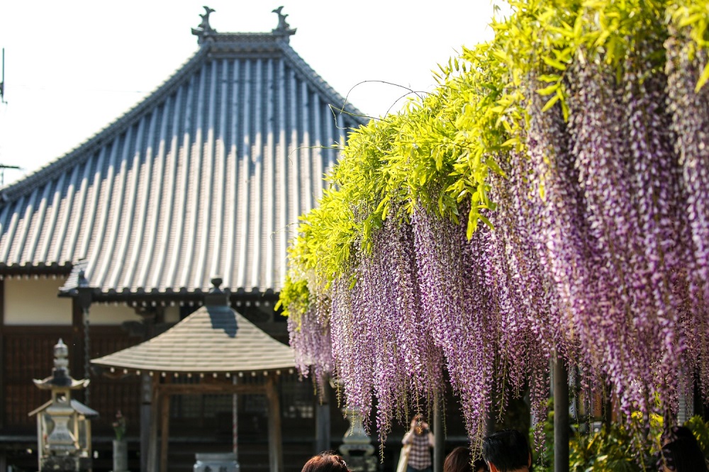 萬福寺 三豊市観光交流局