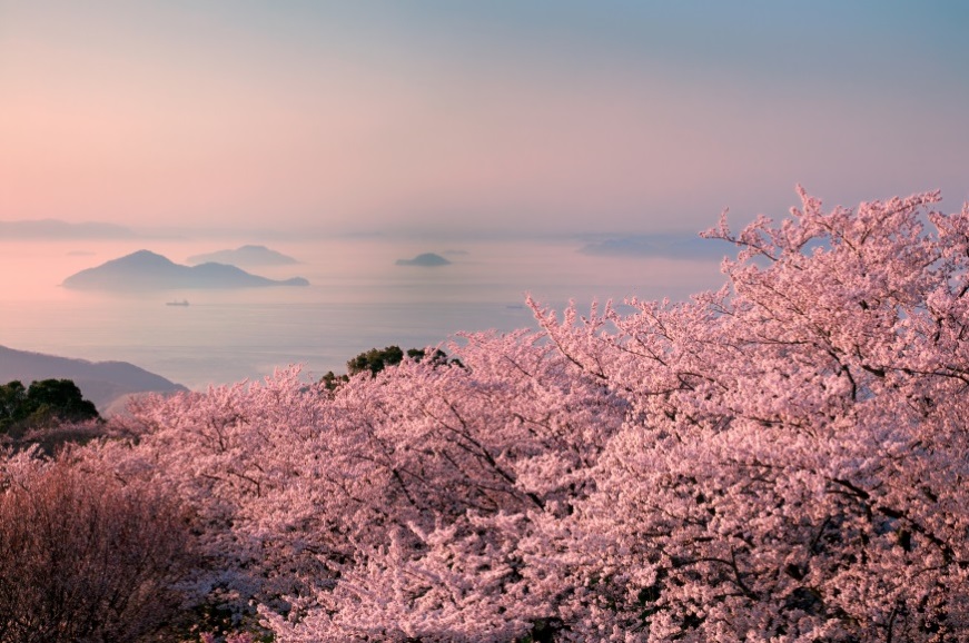 一度は行きたい 桜の名所 お花見スポット 香川県三豊市 三豊市観光交流局