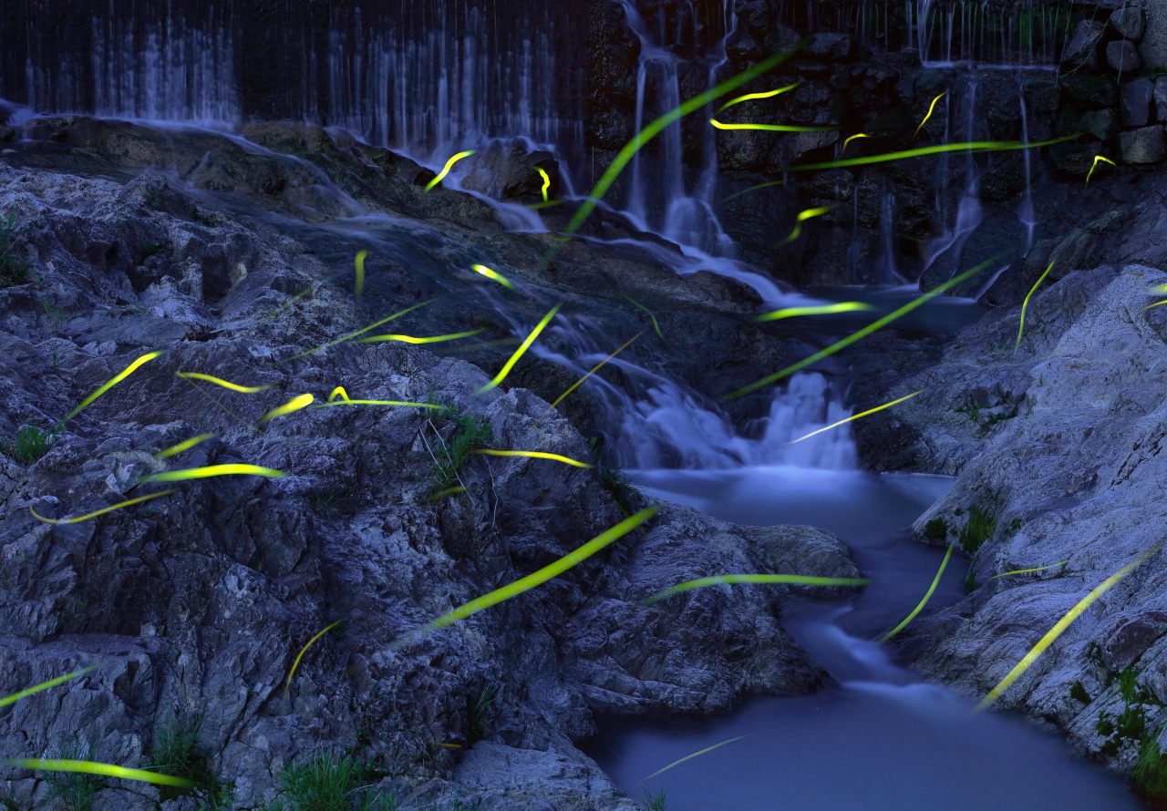 「Firefly Dancing Waterfall」大坪邦仁（宇多津町）
