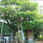 800 yo tree