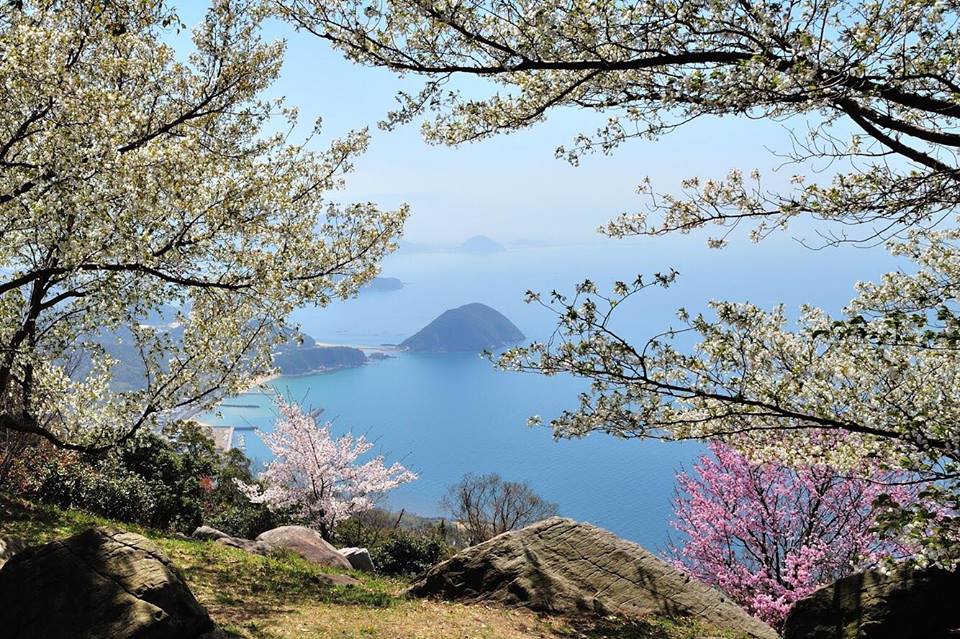 一度は行きたい 桜の名所 お花見スポット 香川県三豊市 三豊市観光交流局