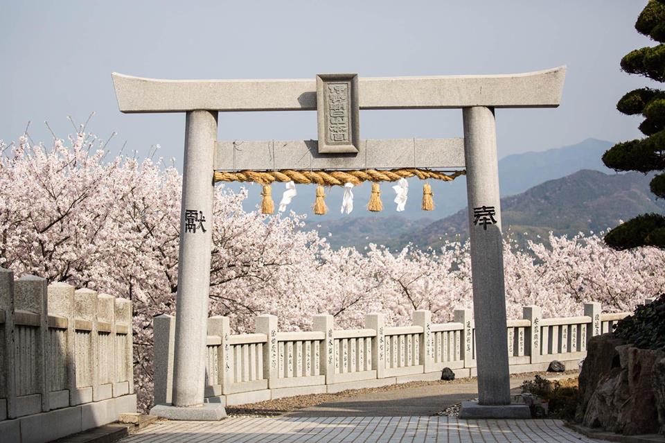 一度は行きたい 桜の名所 お花見スポット 香川県三豊市 三豊市観光交流局