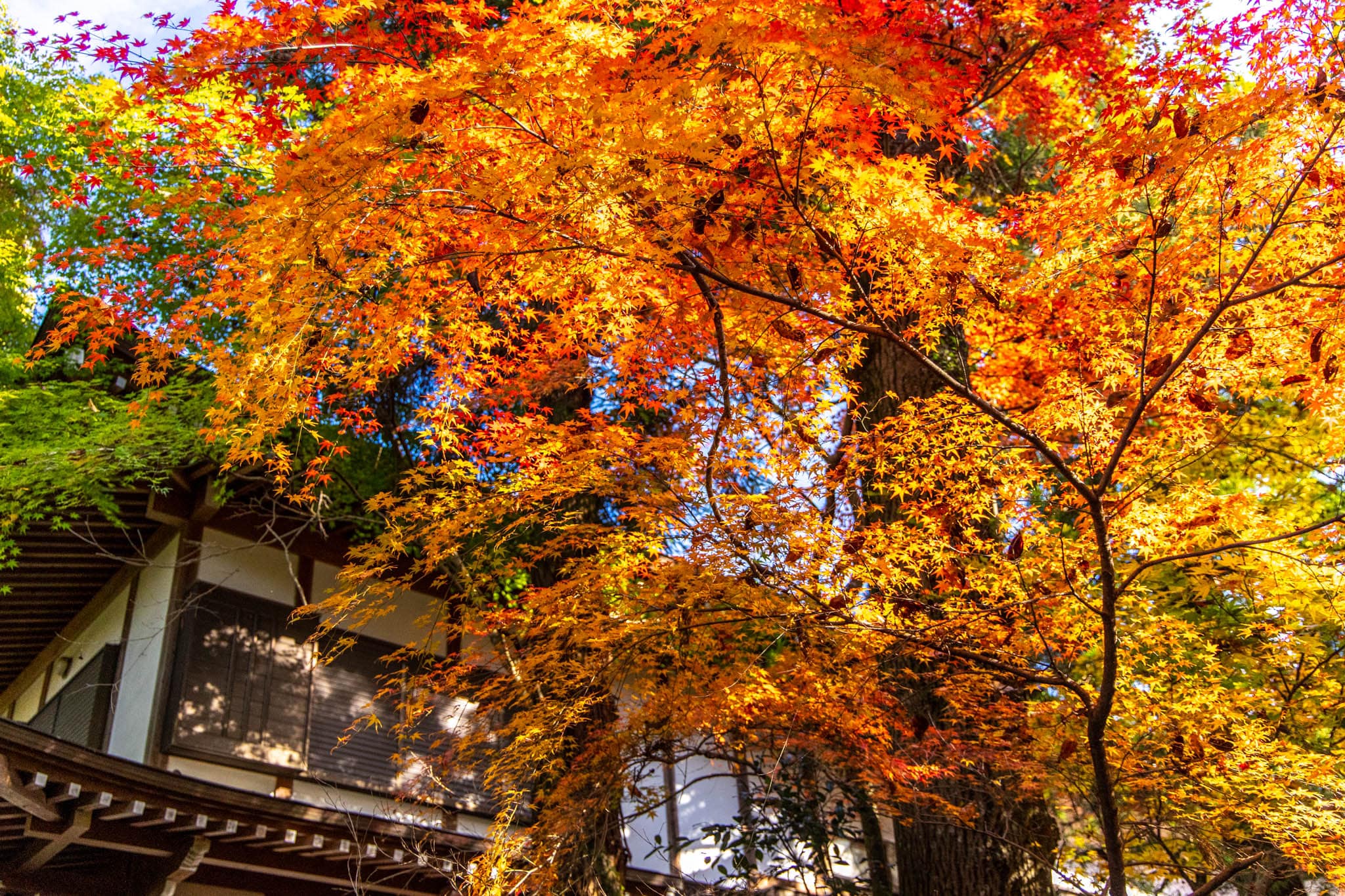 宝光寺