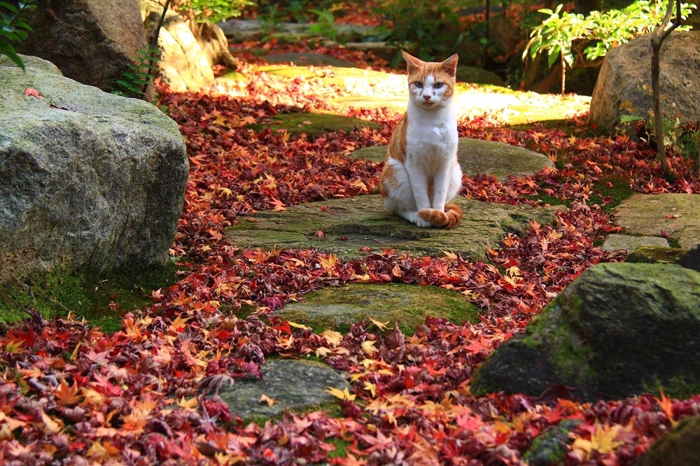 宝光寺