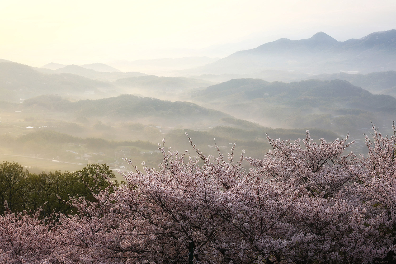 @hayato.shibutani「朝日山の桜と朝霧に浮かぶ山並み」