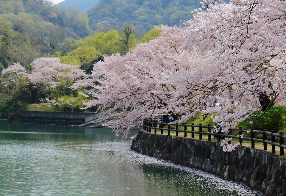 一度は行きたい 桜の名所 お花見スポット 香川県三豊市 三豊市観光交流局